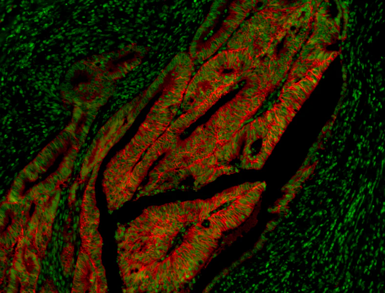 Alexa Fluor® 647 anti-human CD44 variant 9 (CD44v9) - Image 2