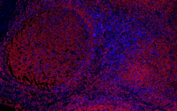 Alexa Fluor® 647 anti-human CD45RA - Image 2