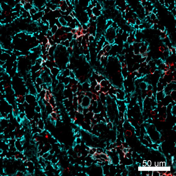 Alexa Fluor® 647 anti-human CD49a - Image 2