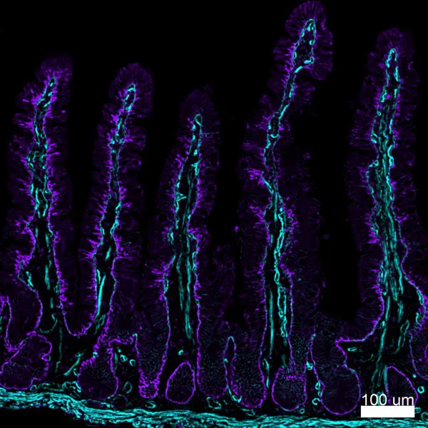 Alexa Fluor® 647 anti-human CD49a - Image 4