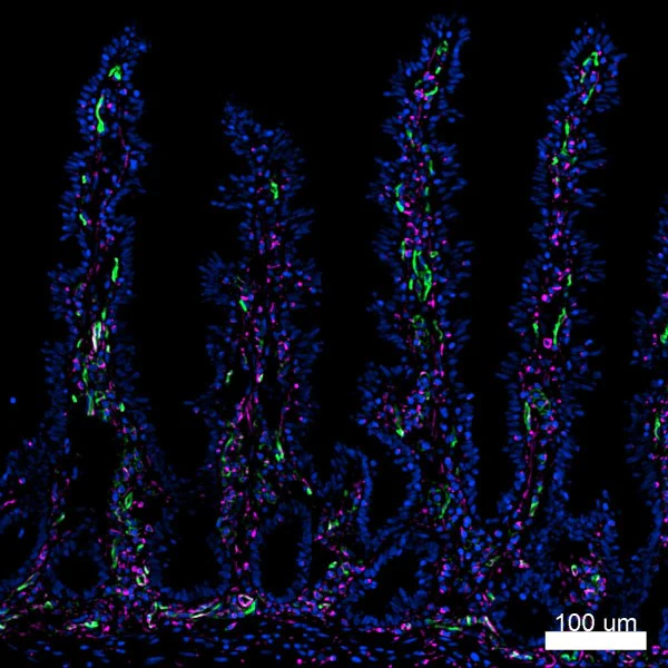 Alexa Fluor® 647 anti-human CD54 - Image 4