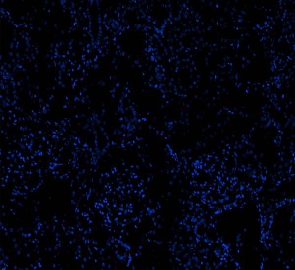 Alexa Fluor® 647 anti-human CD56 (NCAM) - Image 2