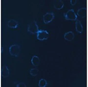 Alexa Fluor® 647 anti-human CD56 (NCAM) - Image 2