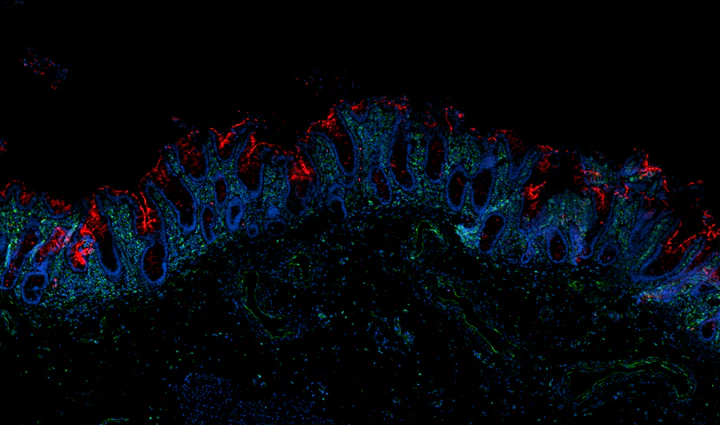Alexa Fluor® 647 anti-human CD66a/b/c/e - Image 2