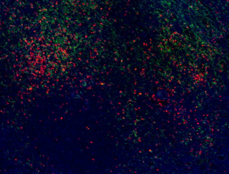 Alexa Fluor® 647 anti-human CD66b - Image 2