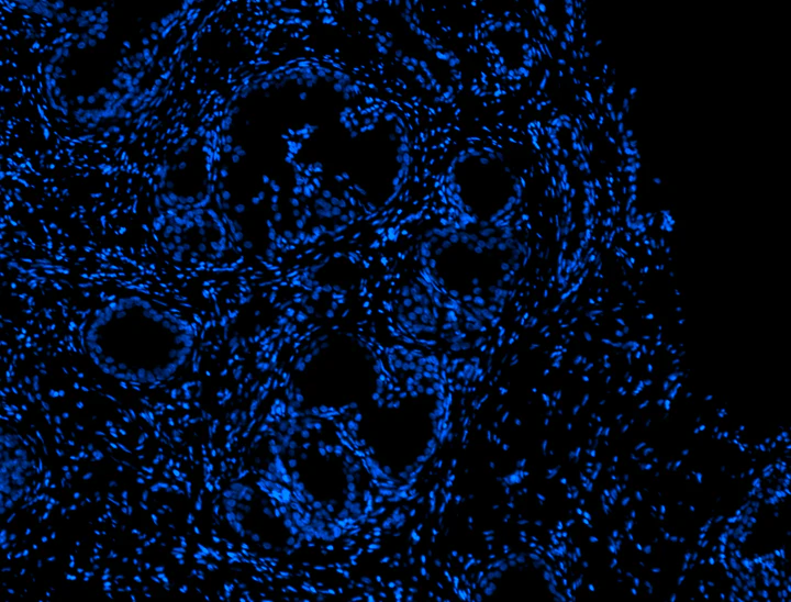 Alexa Fluor® 647 anti-human CD68 - Image 2