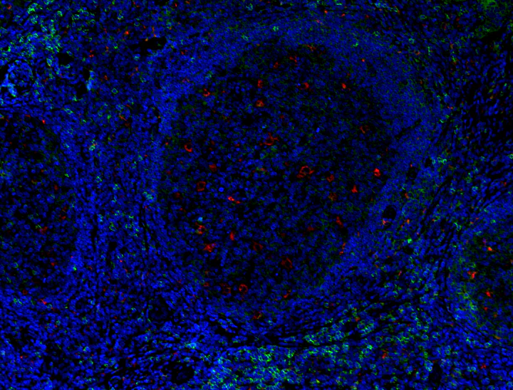 Alexa Fluor® 647 anti-human CD68 Recombinant