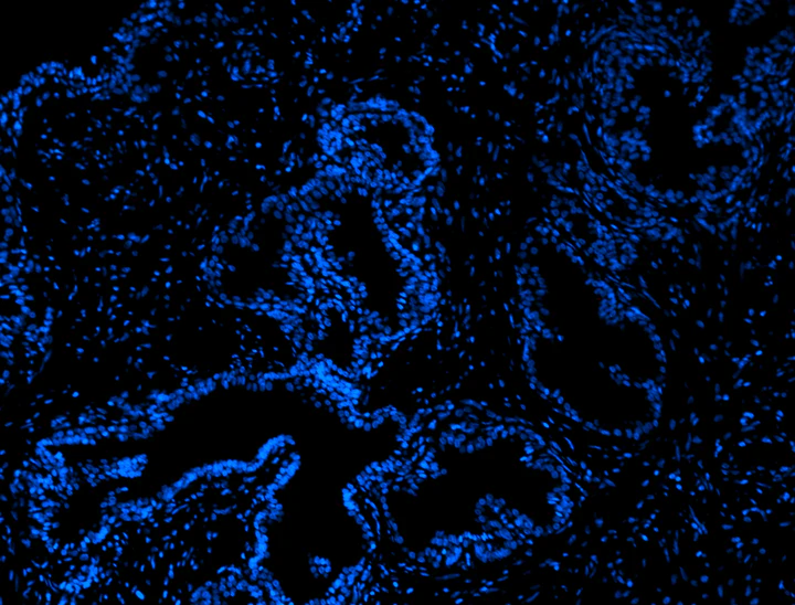 Alexa Fluor® 647 anti-human CD68 Recombinant - Image 2
