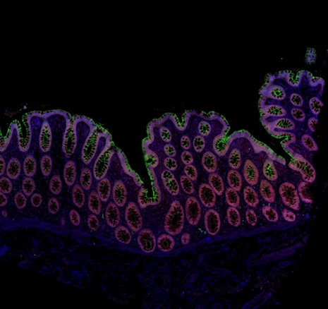 Alexa Fluor® 647 anti-human Galectin-9 - Image 2