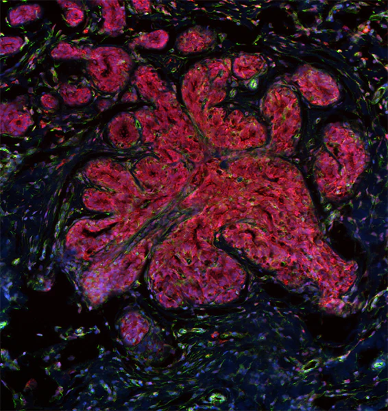 Alexa Fluor® 647 anti-human Podoplanin - Image 2