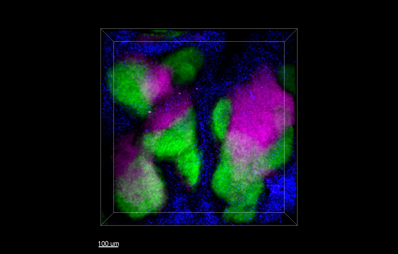 Alexa Fluor® 647 anti-mouse CD3ε