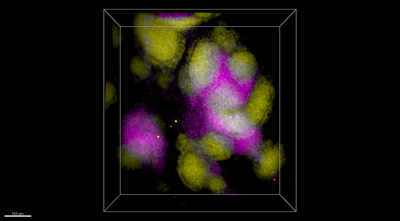 Alexa Fluor® 647 anti-mouse CD3 - Image 4