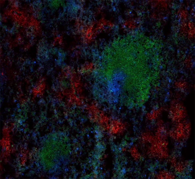 Alexa Fluor® 647 anti-mouse CD43 Activation-Associated Glycoform - Image 2