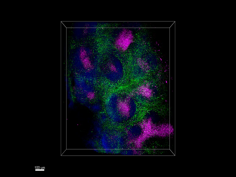 Alexa Fluor® 647 anti-mouse CD8a - Image 3