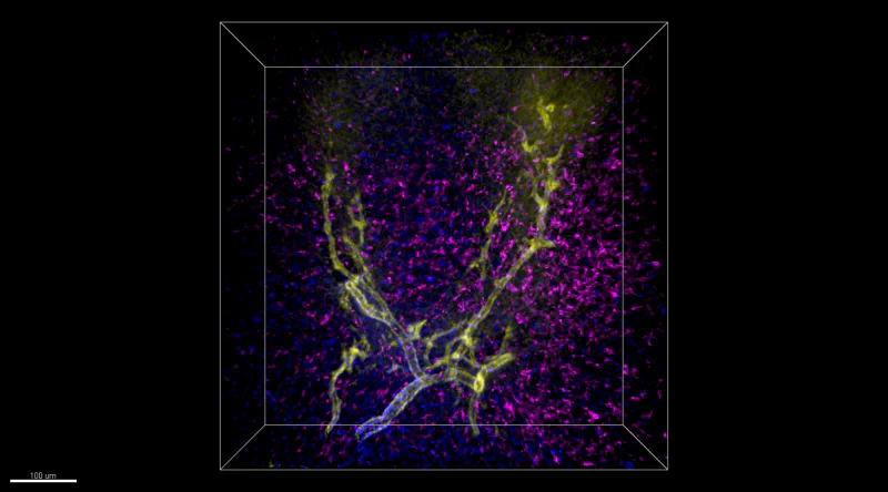 Alexa Fluor® 647 anti-mouse CLEC4F - Image 2