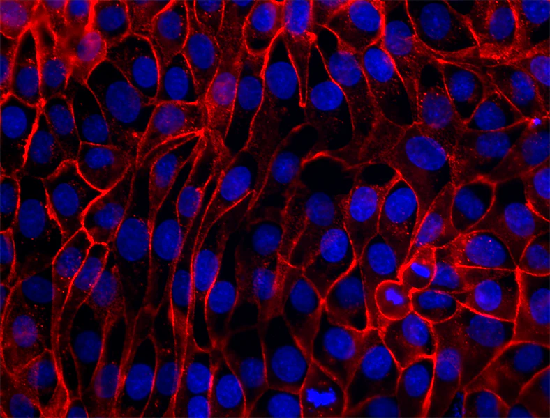 Alexa Fluor® 647 anti-mouse/human CD324 (E-Cadherin) - Image 2