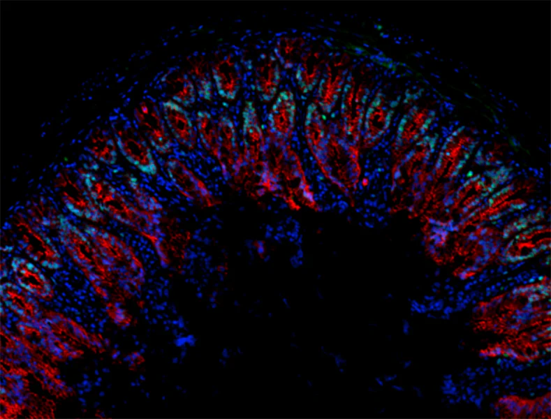 Alexa Fluor® 647 anti-mouse/human CD324 (E-Cadherin) - Image 3