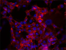 Alexa Fluor® 647 anti-mouse/human CD44 - Image 2