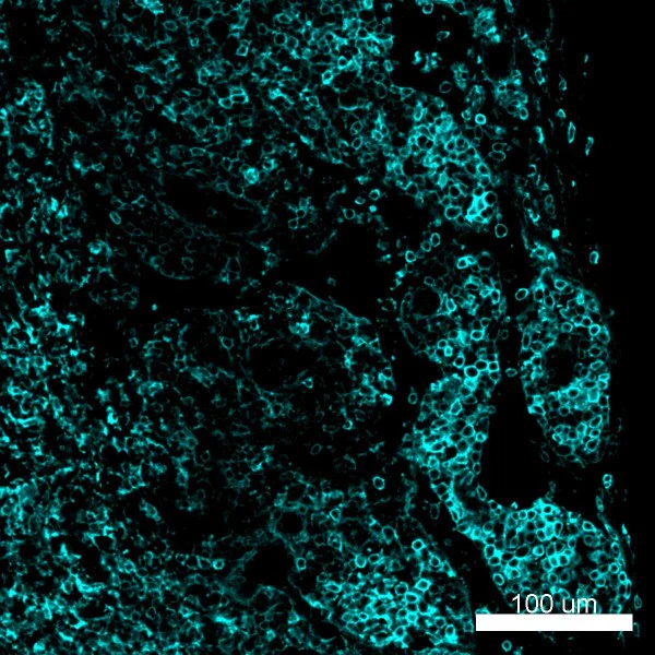 Alexa Fluor® 647 anti-mouse/human CD44 - Image 4