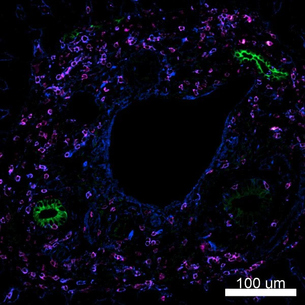 Alexa Fluor® 647 anti-mouse/human CD44 - Image 6