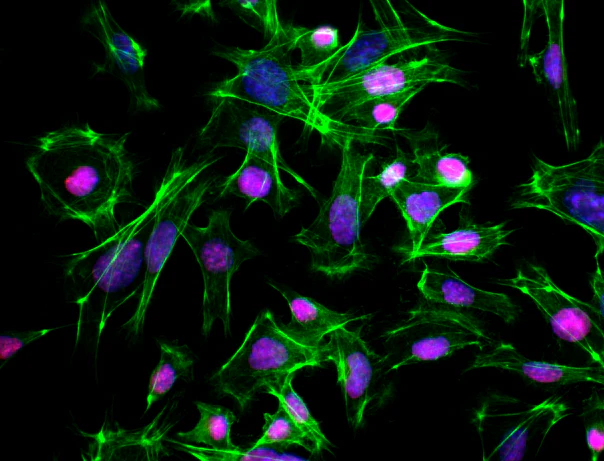 Alexa Fluor® 647 anti-mouse/human Ki-67 - Image 2