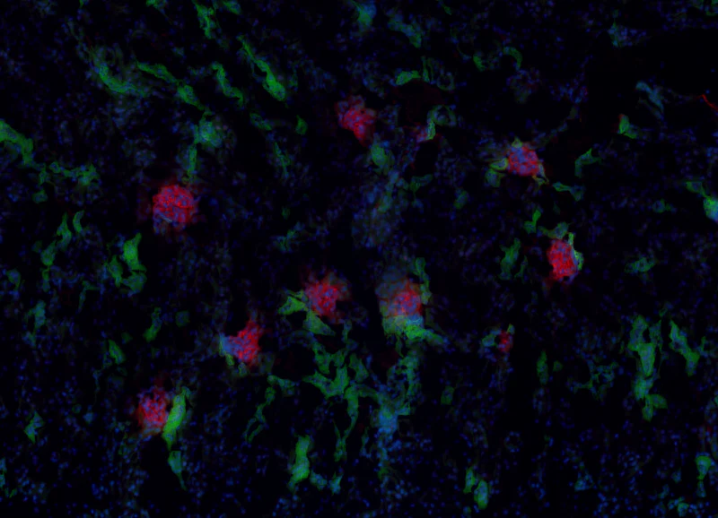 Alexa Fluor® 647 anti-mouse Podoplanin - Image 2