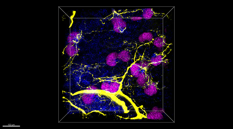 Alexa Fluor® 647 anti-mouse Podoplanin - Image 3