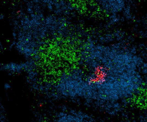 Alexa Fluor® 647 anti-MU/HU GL7 Antigen (T/B Cell Act. Marker) - Image 3