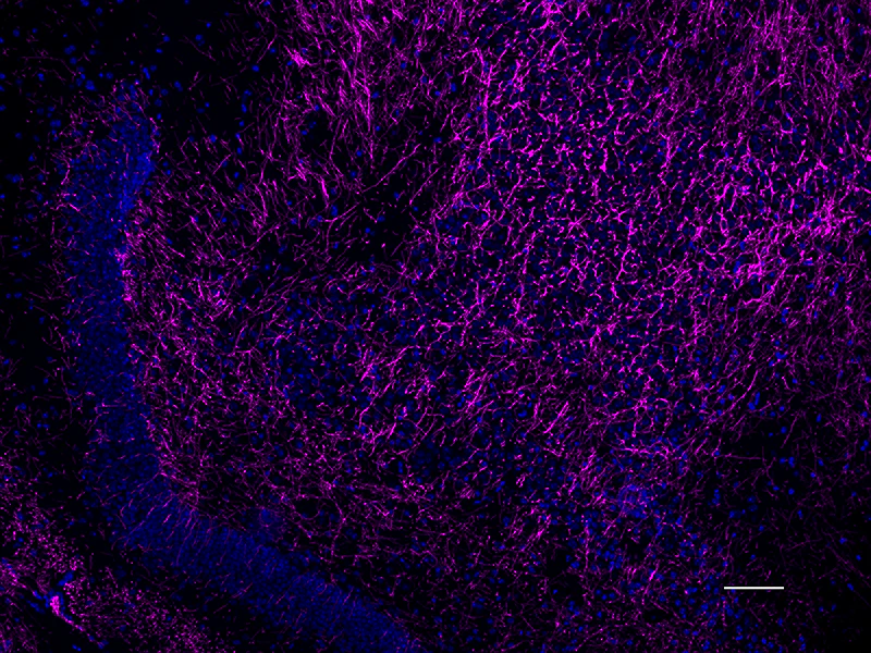 Alexa Fluor® 647 anti-Myelin Basic Protein