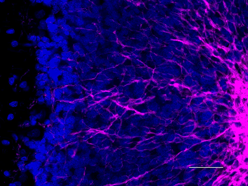 Alexa Fluor® 647 anti-Myelin Basic Protein - Image 4