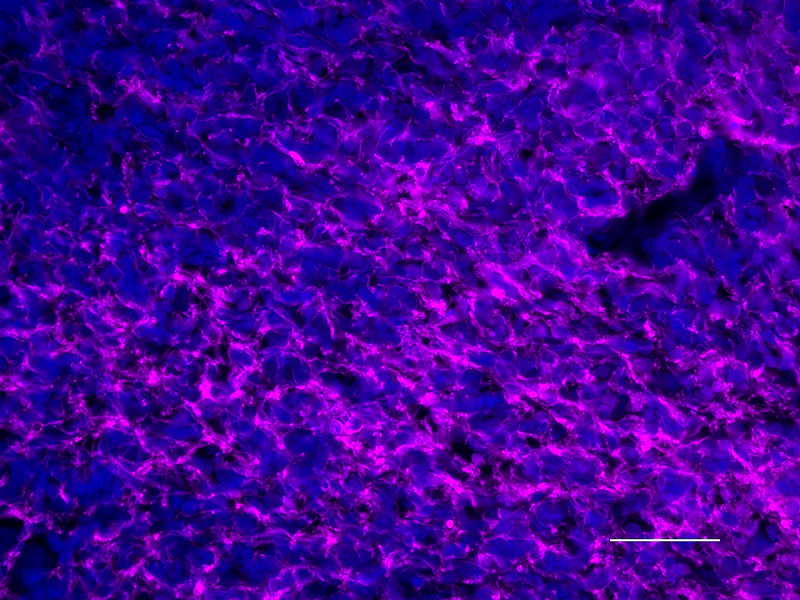 Alexa Fluor® 647 anti-Myelin Basic Protein - Image 5