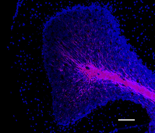 Alexa Fluor® 647 anti-Myelin Basic Protein - Image 2