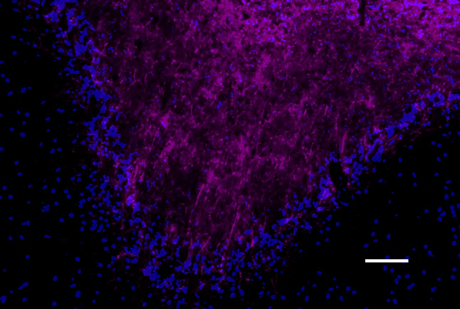 Alexa Fluor® 647 anti-Myelin Basic Protein - Image 3