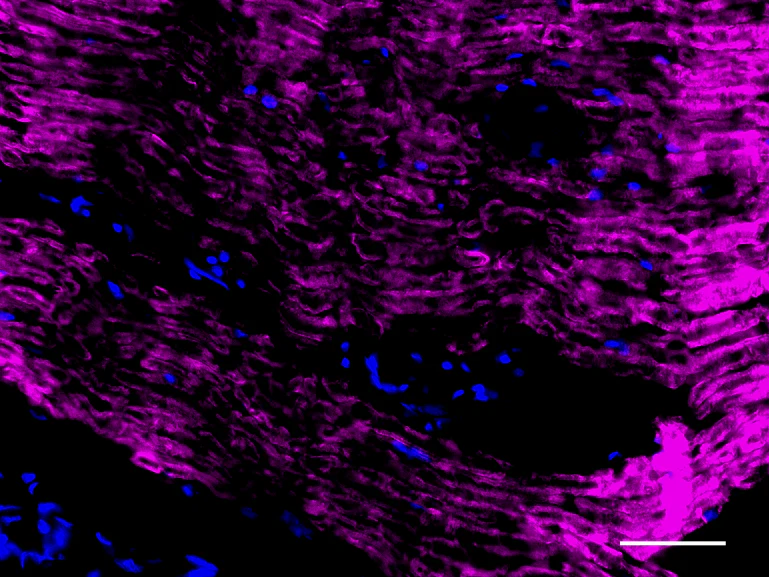 Alexa Fluor® 647 anti-Myelin Protein Zero - Image 2