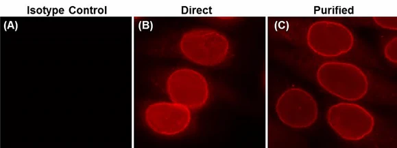 Alexa Fluor® 647 anti-Nuclear Pore Complex Proteins - Image 3