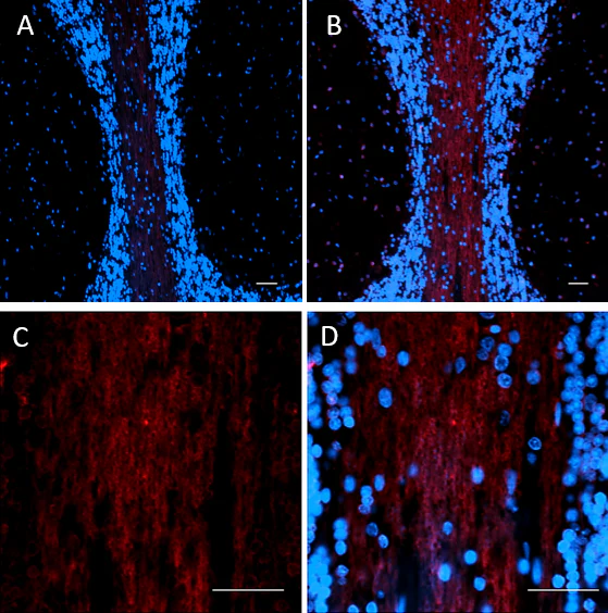 Alexa Fluor® 647 anti-Oligodendrocyte Marker O1