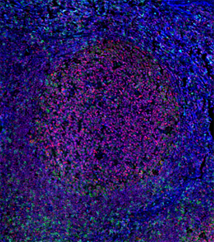 Alexa Fluor® 647 anti-PARP - Image 2