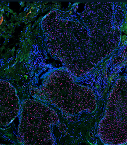 Alexa Fluor® 647 anti-PARP - Image 3