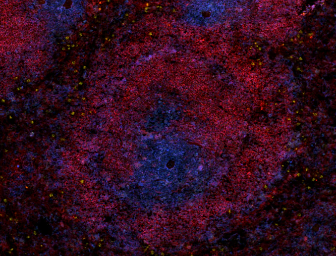Alexa Fluor® 647 anti-rat CD11b/c - Image 2