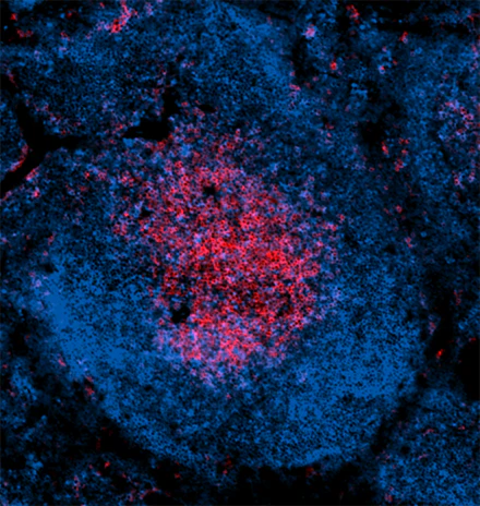 Alexa Fluor® 647 anti-rat IgG2a - Image 2
