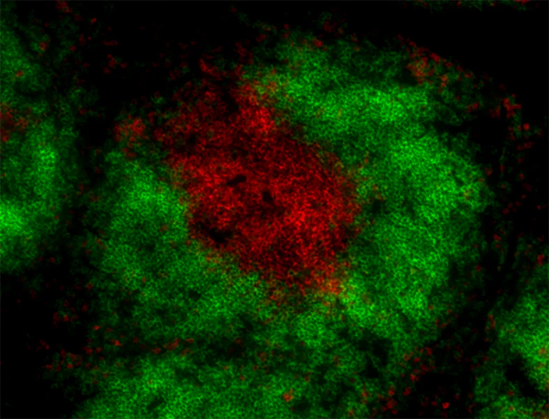 Alexa Fluor® 647 anti-rat IgG2b