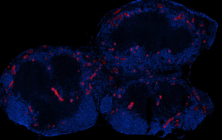 Alexa Fluor® 647 anti-rat IgM - Image 2