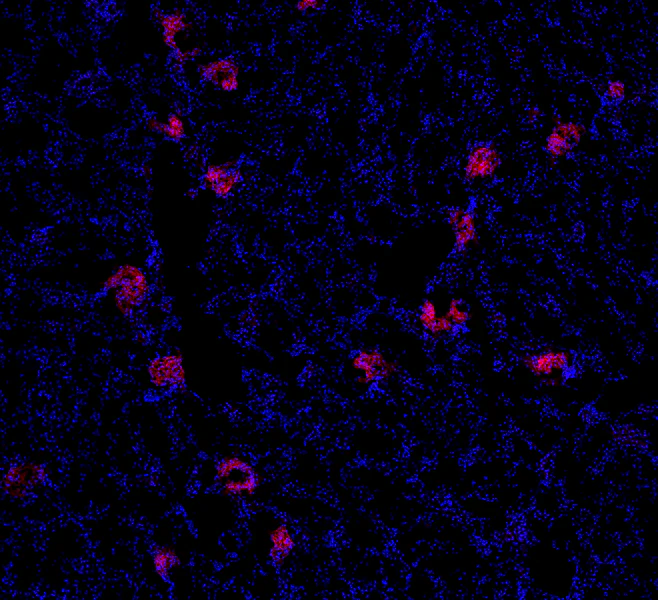 Alexa Fluor® 647 anti-rat Podoplanin