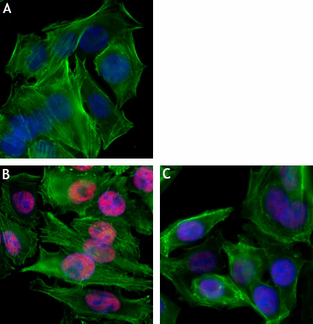 Alexa Fluor® 647 anti-RNA Polymerase II RPB1