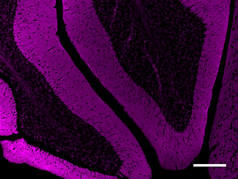 Alexa Fluor® 647 anti-Syntaxin - Image 2