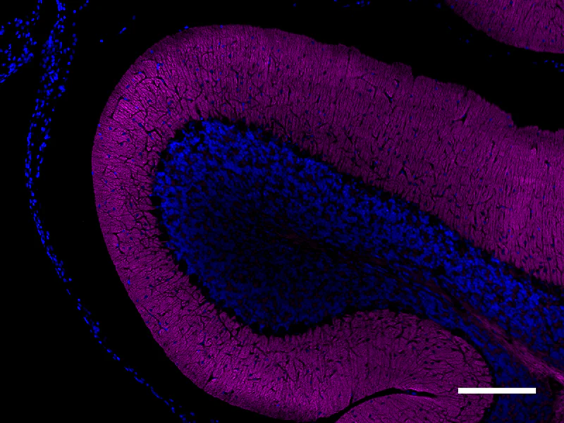 Alexa Fluor® 647 anti-Syntaxin - Image 3