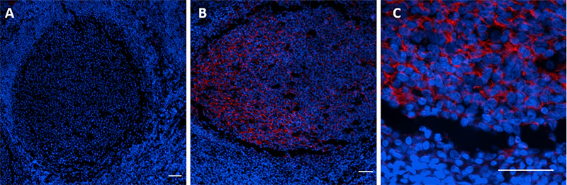 Alexa Fluor® 647 anti-TMEM119 (Extracellular) - Image 2
