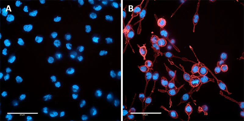 Alexa Fluor® 647 anti-TMEM119 (Extracellular) - Image 3