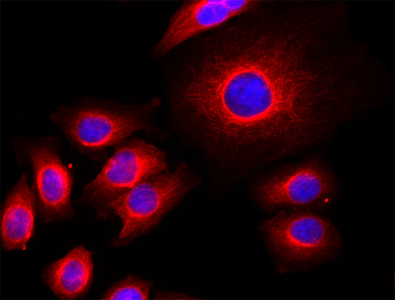 Alexa Fluor® 647 anti-Tubulin-α
