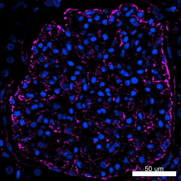 Alexa Fluor® 647 anti-Vimentin - Image 5